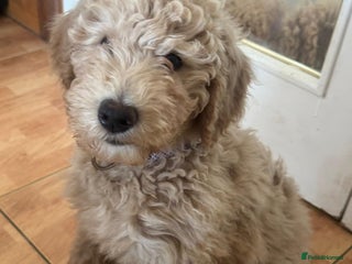 Goldendoodle dogs Golden doodle F1B stunning puppies - Advert 7