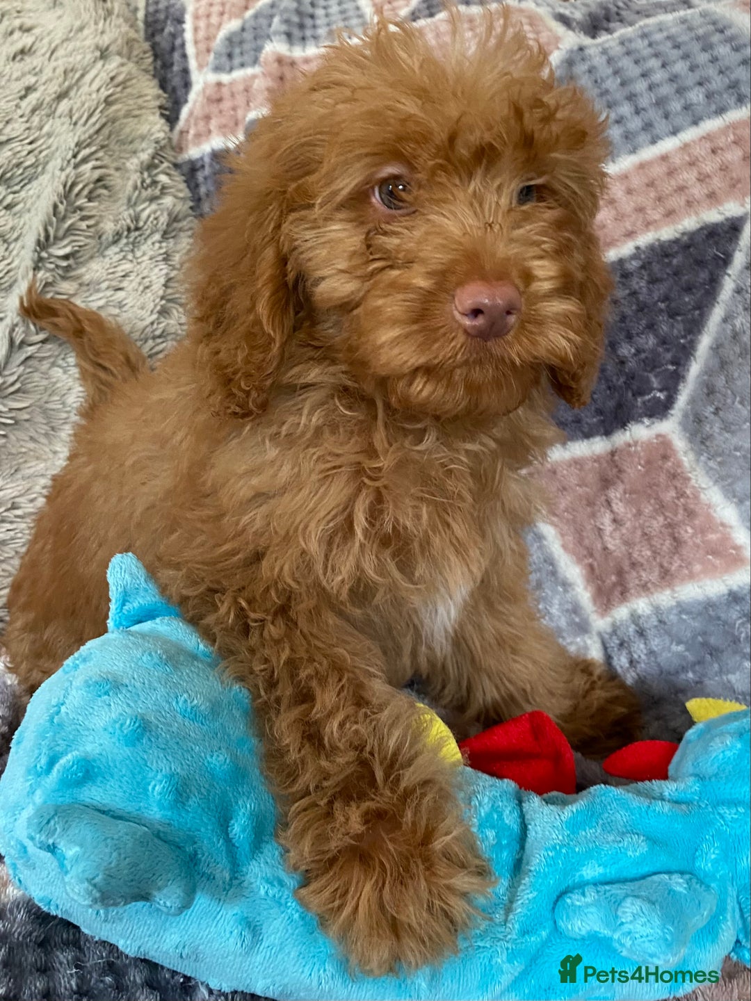 Cockapoo dogs for sale: Stunning fox red cockapoo puppies PRA clear  - Image 1