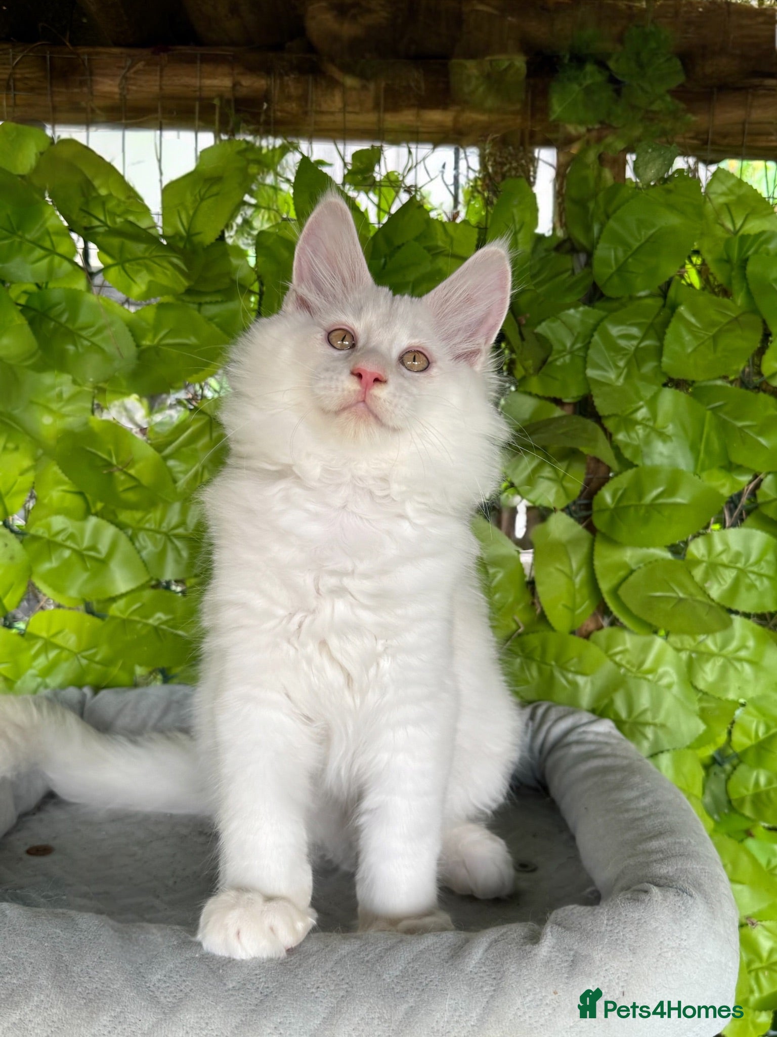 Maine Coon cats     🌟🌟Amazing Kittens Maine Coon 🌟🌟 - Advert 6