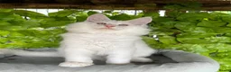 Maine Coon cats for sale:     🌟🌟Amazing Kittens Maine Coon 🌟🌟 - Advert 8