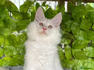 Maine Coon cats 🌟🌟Amazing Kittens Maine Coon 🌟🌟 - Advert 6