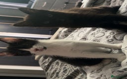 American Shorthair cats for sale: 2 male kittens  - Image 1