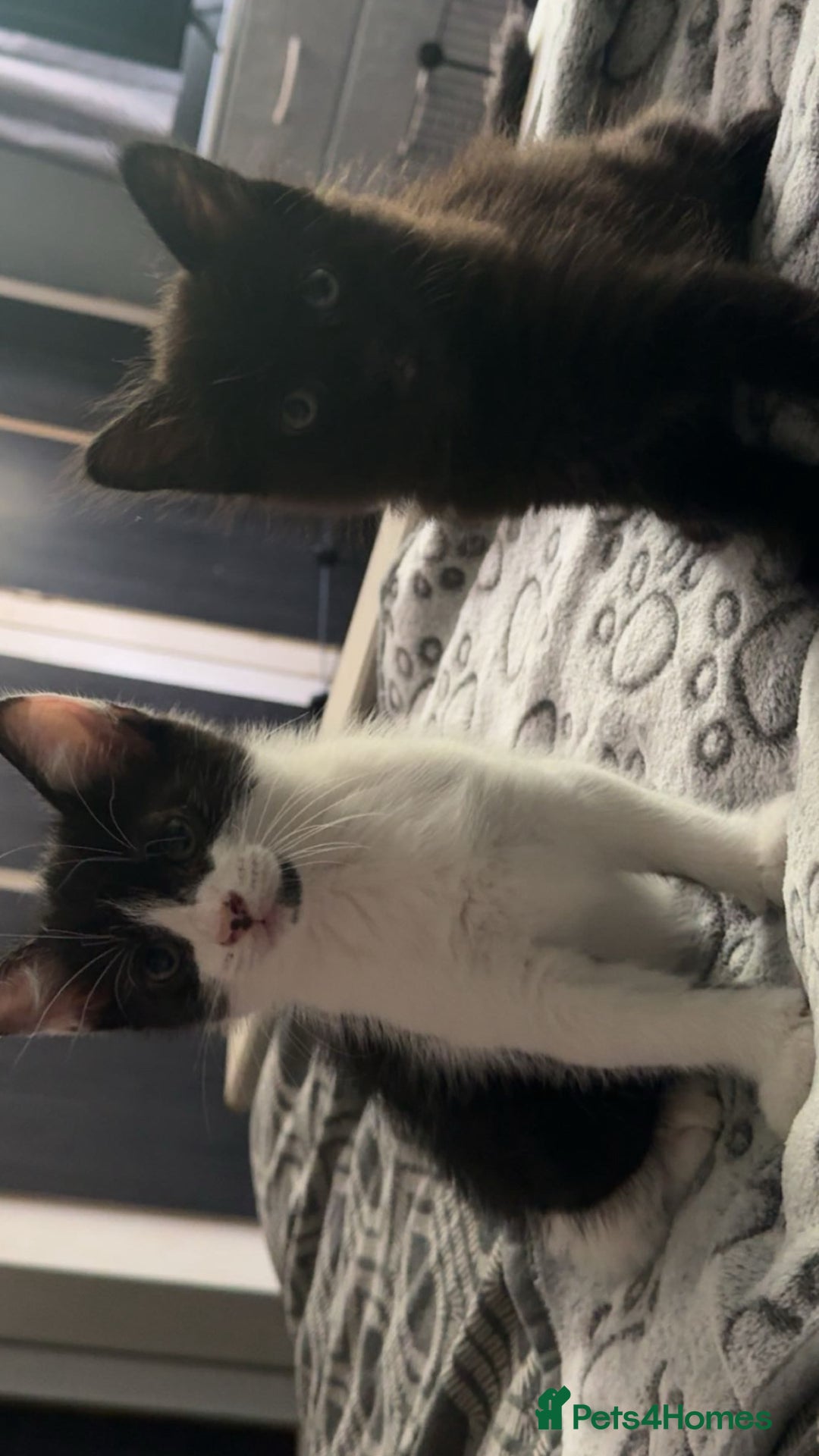 American Shorthair cats for sale: 2 male kittens  - Image 1