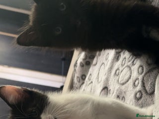 American Shorthair cats - Advert 8