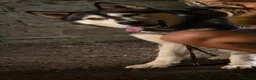 Siberian Husky dogs for stud: Gorgeous siberian Husky STUD in Port Talbot - Advert 4