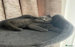 British Shorthair cats for sale: British shorthair hair kittens  - Image 6