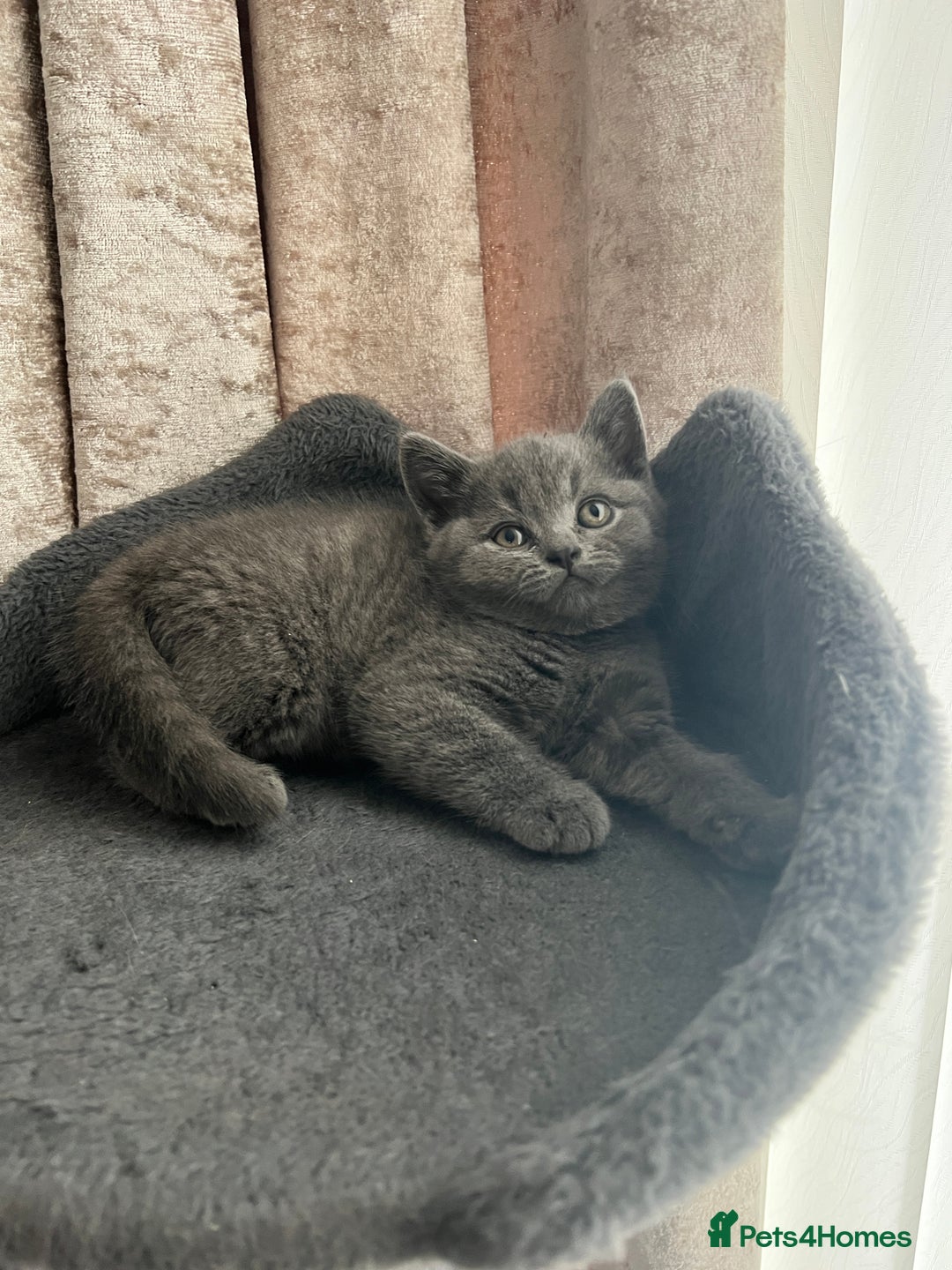 British Shorthair cats for sale: British shorthair hair kittens  - Image 6