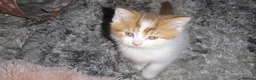 Munchkin cats for sale: Munchkin kittens - Advert 18