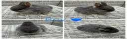 Netherland Dwarf rabbits for sale: 3 female, 1 male purebred Netherland dwarfs - Advert 1