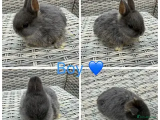 Netherland Dwarf rabbits 3 female, 1 male purebred Netherland dwarfs - Advert 8