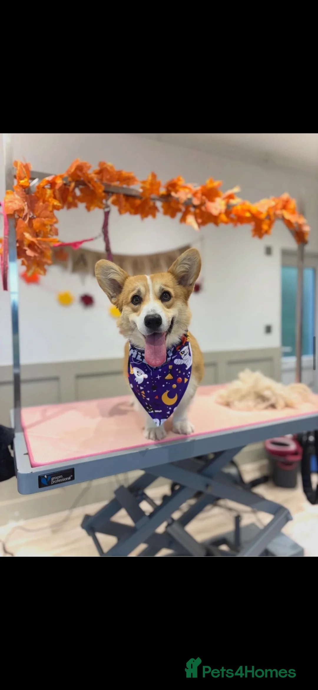 Welsh Corgi Pembroke dogs for sale: KC REGISTERED PEMBROKE CORGI PUPS - Advert 12