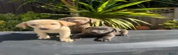 Labrador Retriever dogs for sale: ghost’s beautiful dozen - Advert 1