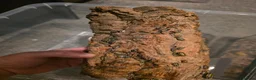Mixed Breed invertebrates for sale: Mixed invertebrates for sale *see description*  - Advert 13