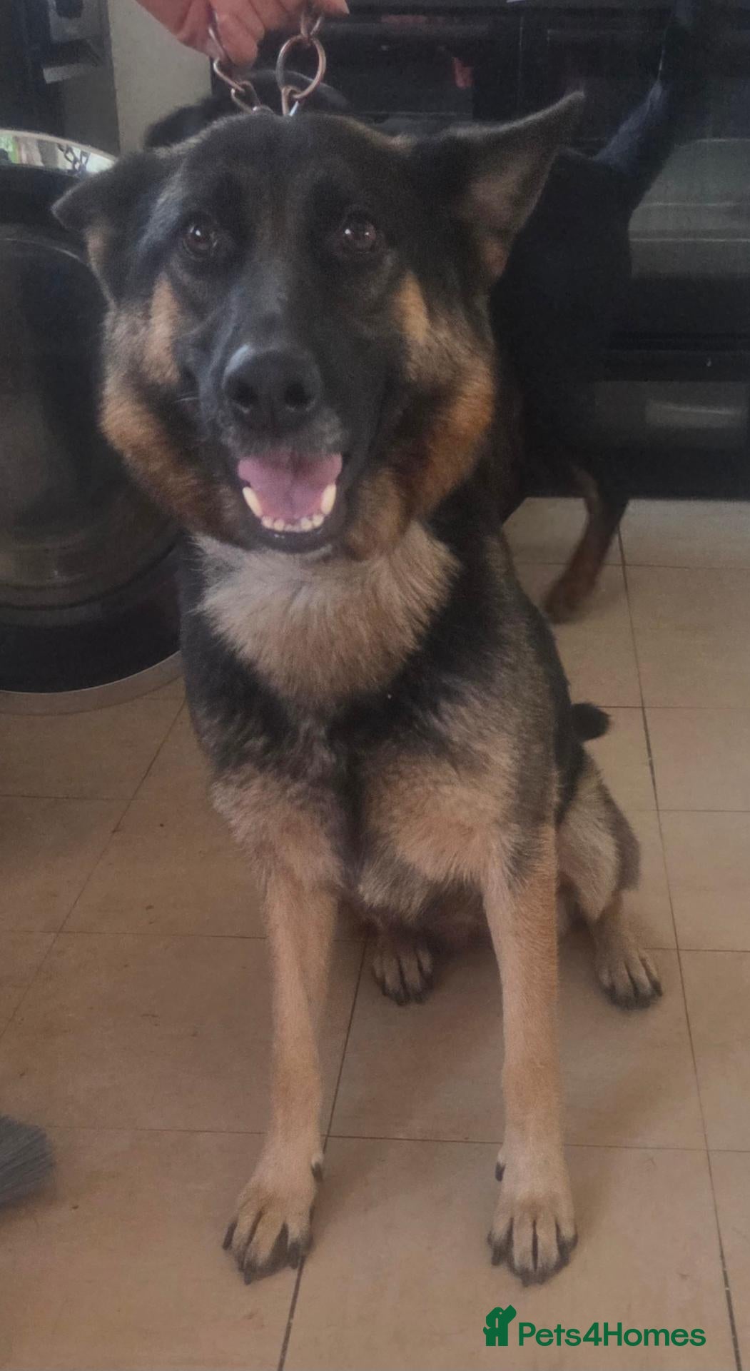 Mixed Breed dogs German shepherd x rottweiler puppies  - Advert 4