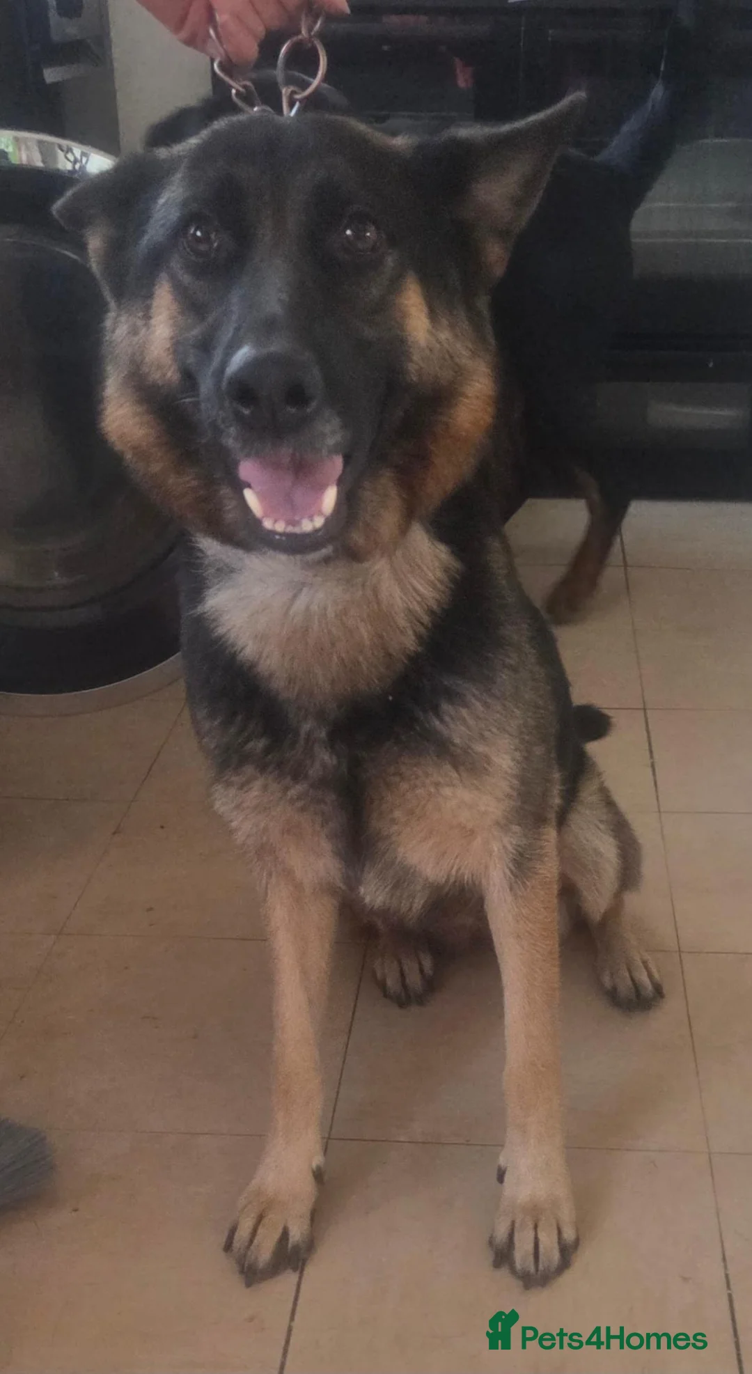 Mixed Breed dogs for sale: German shepherd x rottweiler puppies  in Brierley Hill - Advert 1