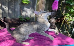 Savannah cats for sale: Pedigree F5 SBT SAVANNAH girl seeks forever home in Manchester - Image 1