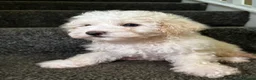 Maltipoo dogs for sale: 7 precious puppies looking for their forever homes - Advert 8