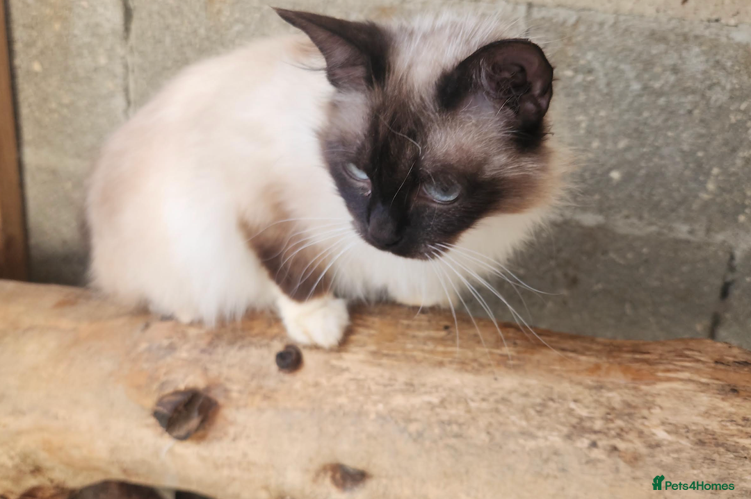 Ragdoll cats for sale: PURE BREED RAGDOLL KITTERNS - Image 14