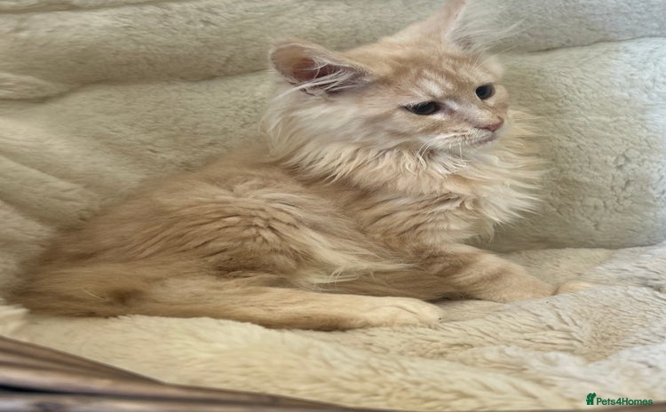 Maine Coon cats Stunning Mainecoon kittens  - Advert 4