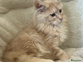 Maine Coon cats Stunning Mainecoon kittens - Advert 16