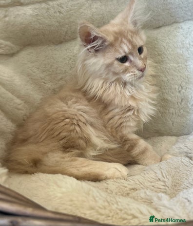 Maine Coon cats Stunning Mainecoon kittens - Advert 4