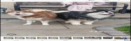 Pomsky dogs for stud: Champ F2 pomsky for stud  - Advert 4
