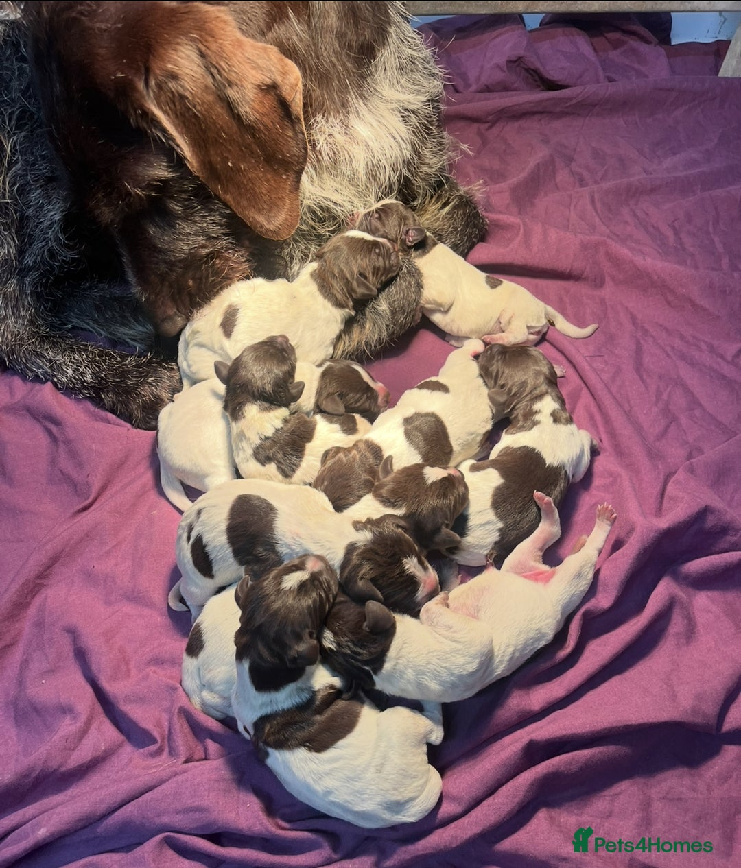 German Wirehaired Pointer dogs for sale: Gorgeous GWP Puppies  - Advert 7