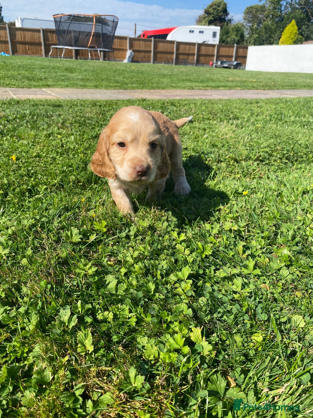 Cocker Spaniel dogs for sale: Cocker spaniel show type - Image 15