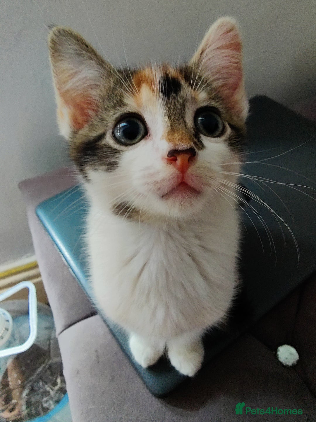 European cats for sale: 😻 2 beatiful female kittens ❗ - Image 7