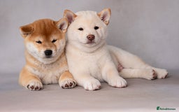 Japanese Shiba Inu dogs for sale: Beautiful Cream Shiba Inu boy for sale  - Image 27