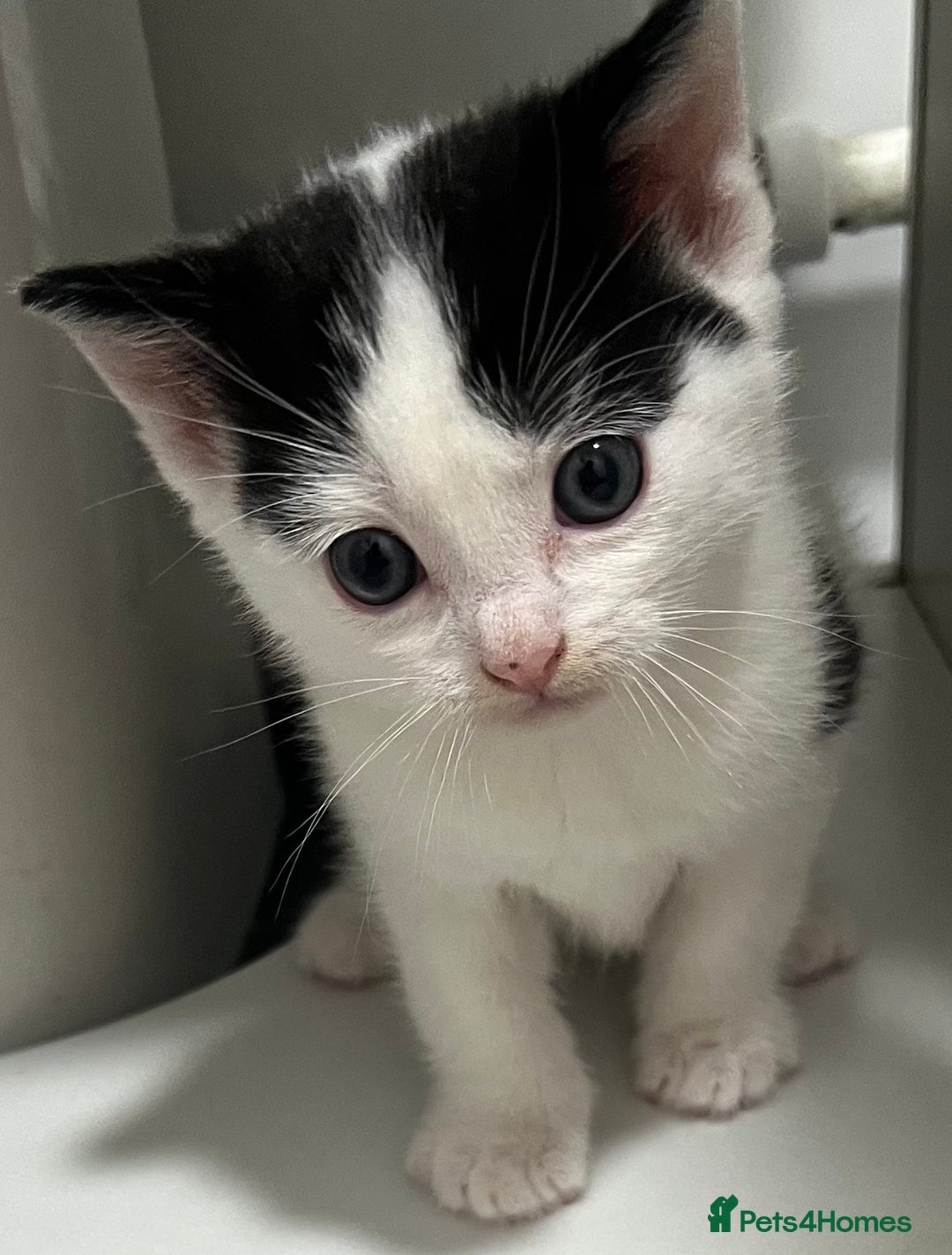 Mixed Breed cats for sale: A Surprise Litter. Dot’s first and last!  - Advert 4