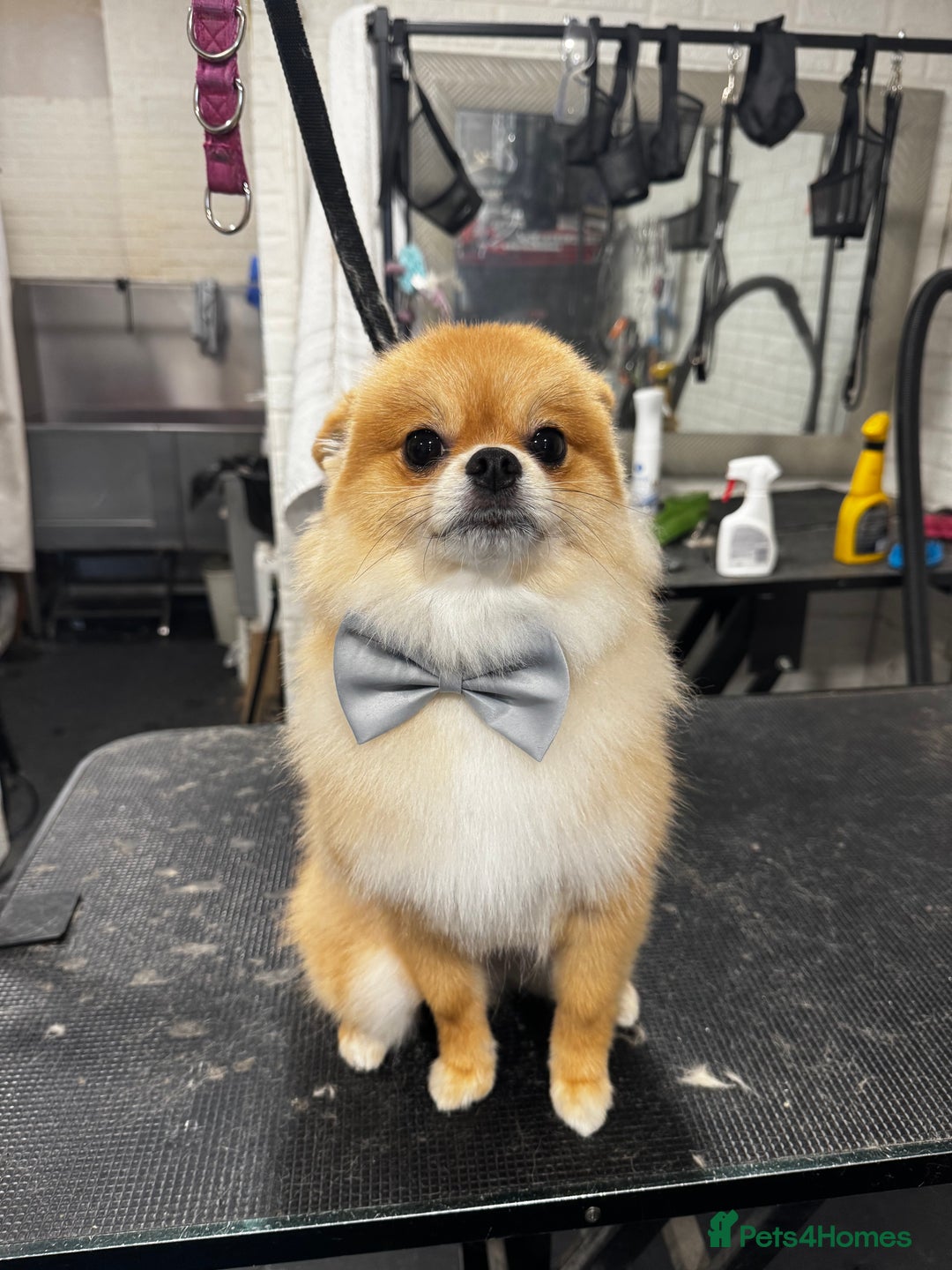 Pomeranian dogs for sale: Happy Pom Pom - Image 4