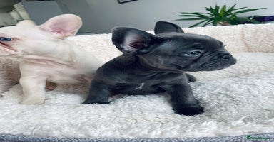 French Bulldog dogs KC registered puppies -ready for their new homes🎄 - Advert 13