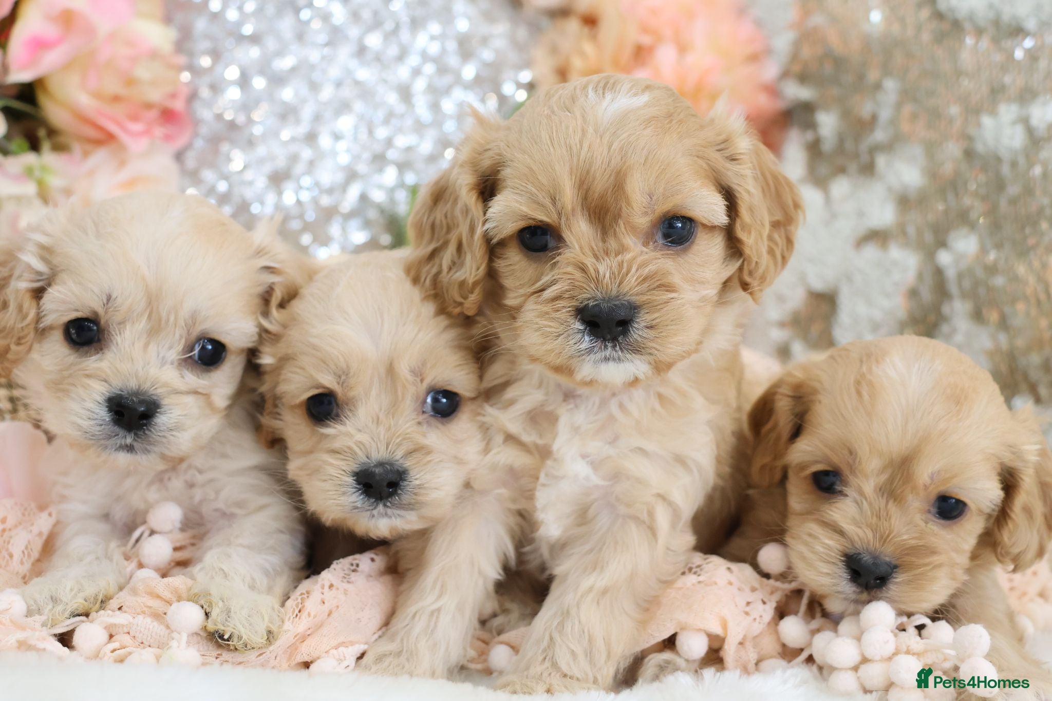 Cavapoo dogs *HEALTH TESTED*  F1 Cavapoos - Advert 2