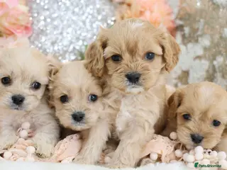 Cavapoo dogs *HEALTH TESTED* F1 Cavapoos - Advert 2