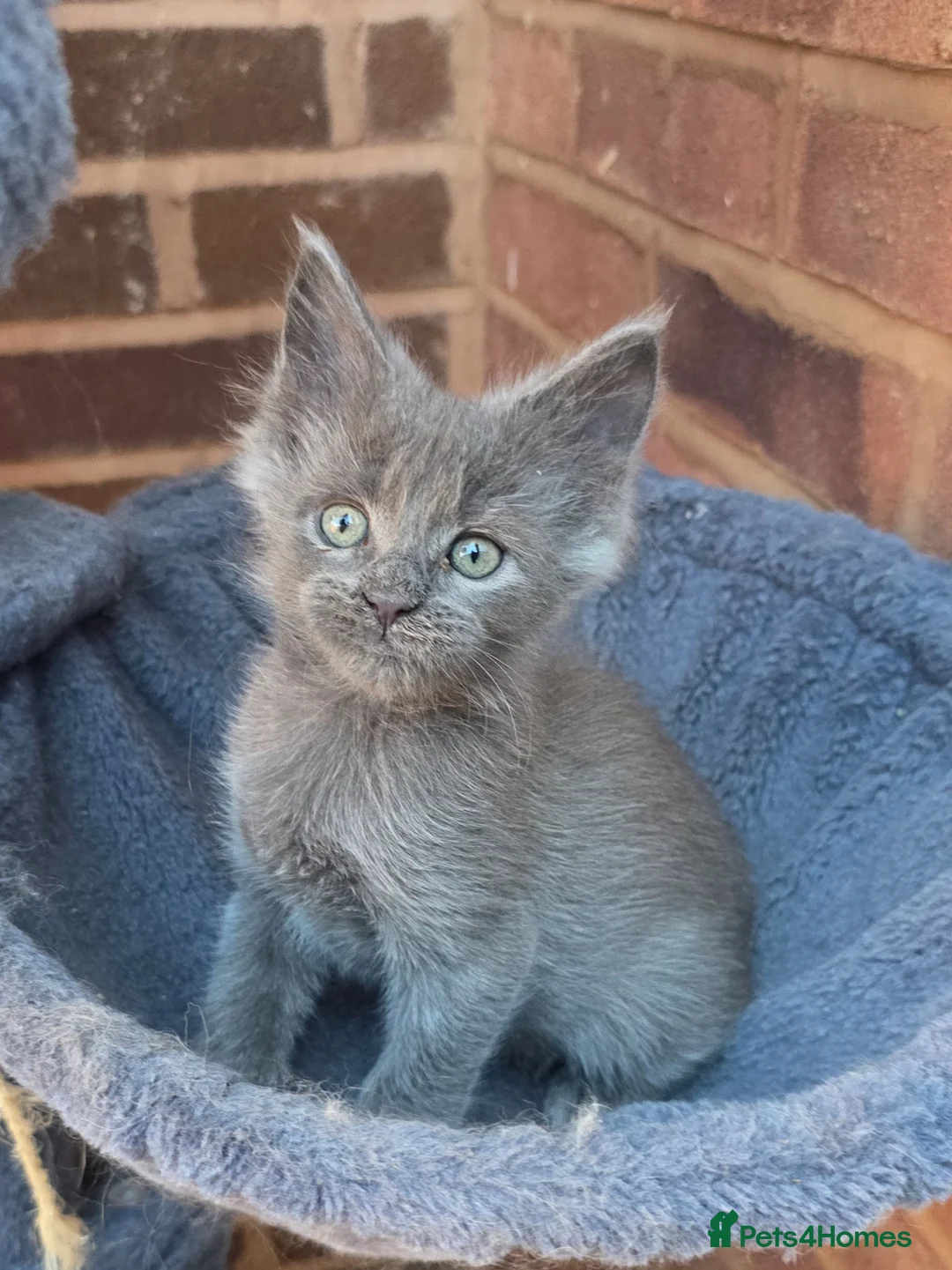 Maine Coon cats for sale: Maine coon pedigree kittens  - Advert 1