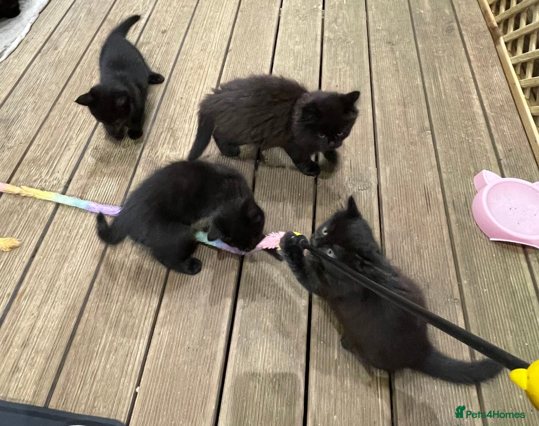 Mixed Breed cats for sale: 4 beautiful mixed breed kittene - Image 16