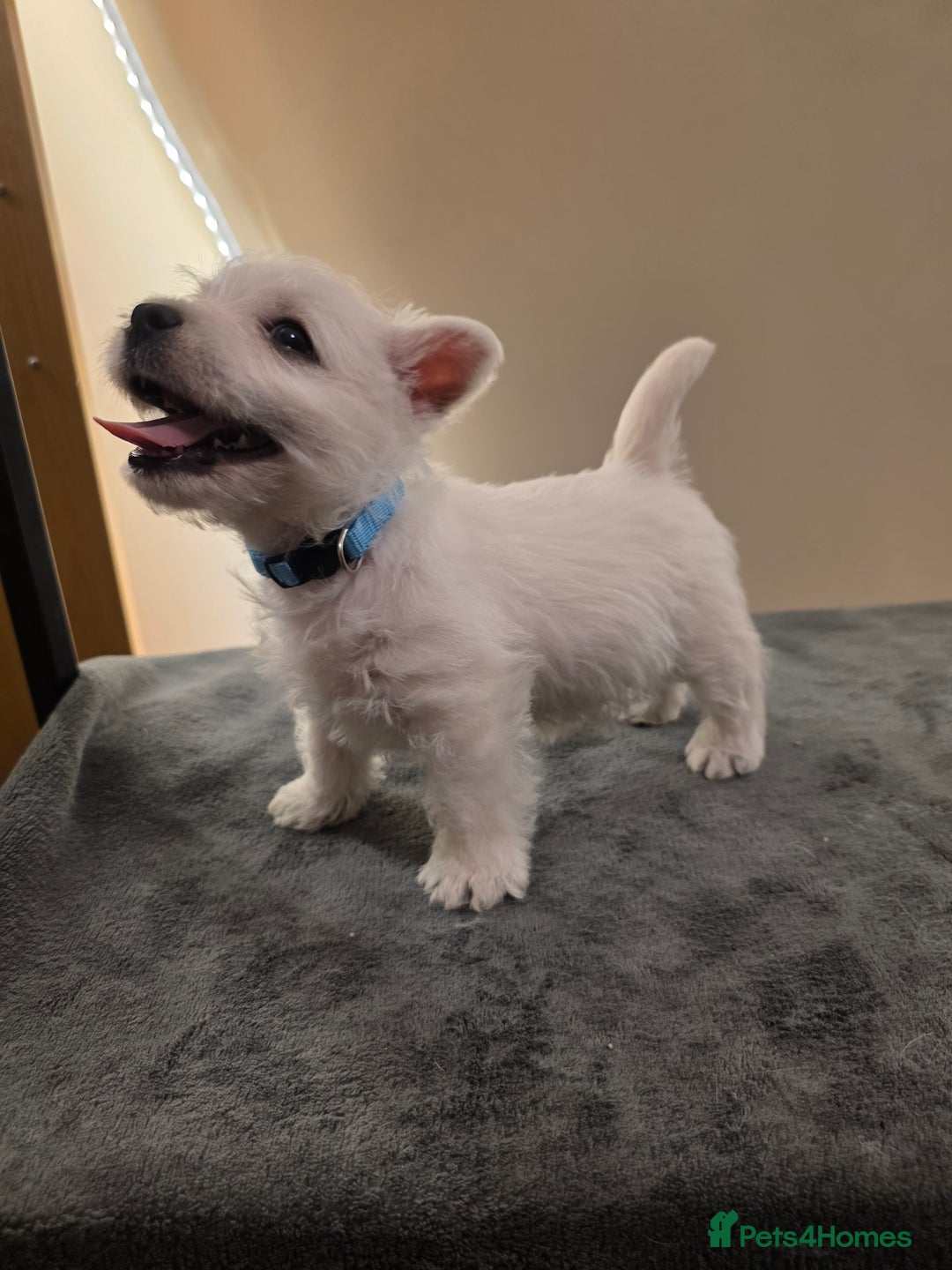 West Highland Terrier dogs for sale: Pure Westies Kc registered  - Advert 5