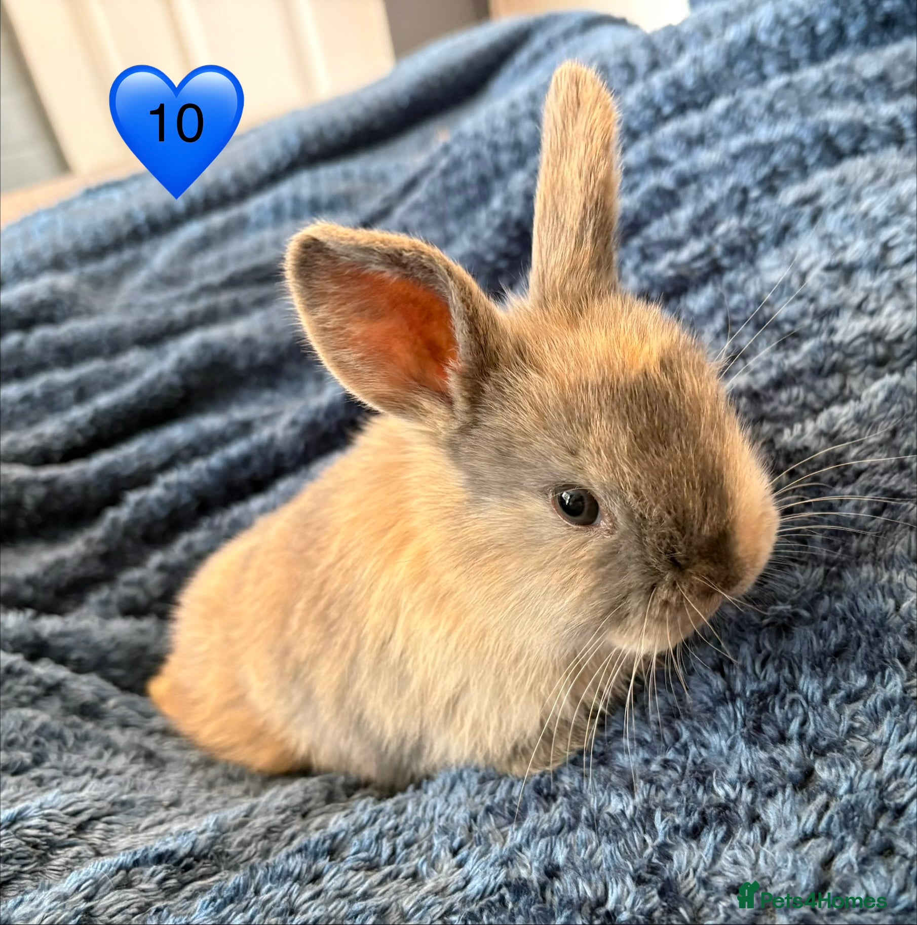 Mini Lop rabbits Pure bred mini lop bunnies - Advert 1