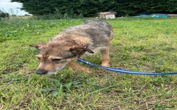Mixed Breed dogs for adoption: Dana (2) Norwich Norfolk  - Image 12