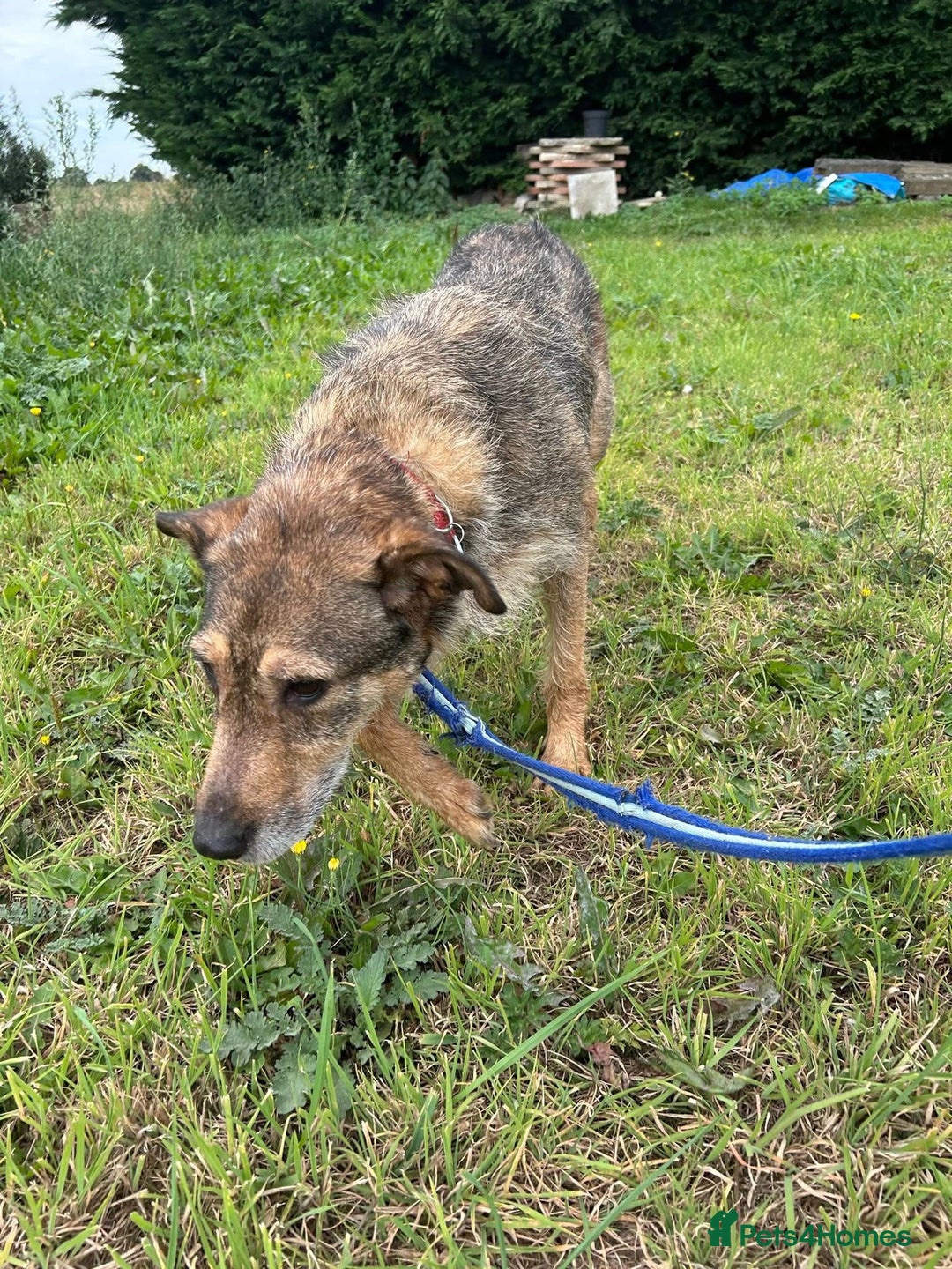 Mixed Breed dogs for adoption: Dana (2) Norwich Norfolk  - Image 12