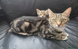 Mixed Breed cats for sale: Tabby kitten Boy - Image 3