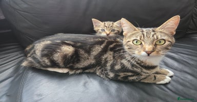 Mixed Breed cats - Advert 13