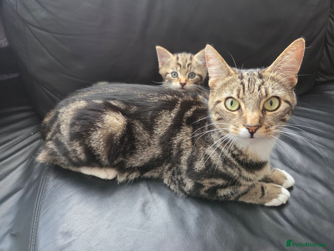 Mixed Breed cats for sale: Tabby kitten Boy - Image 3