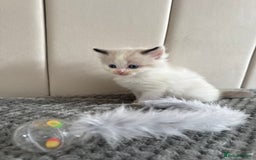 Ragdoll cats for sale: Five Beautiful Pure Breed Ragdoll Kittens🤍 - Image 35