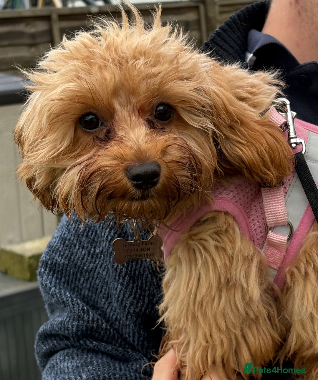 Cavapoo dogs for sale: 6 month old female Cavapoo looking for new home - Image 5