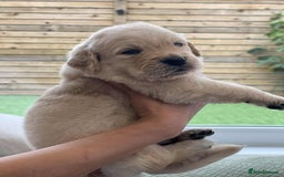 Golden Retriever dogs for sale: Golden Retriever Puppies. Health tested parents. - Image 8
