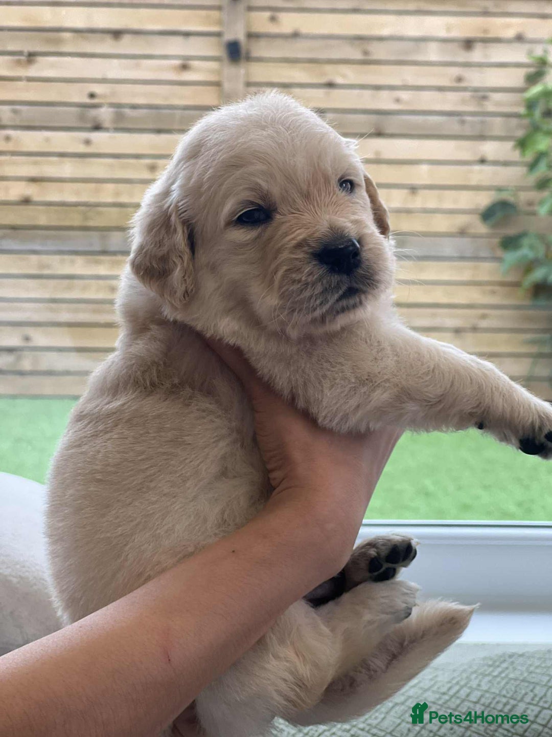 Golden Retriever dogs for sale: Golden Retriever Puppies. Health tested parents. - Image 8