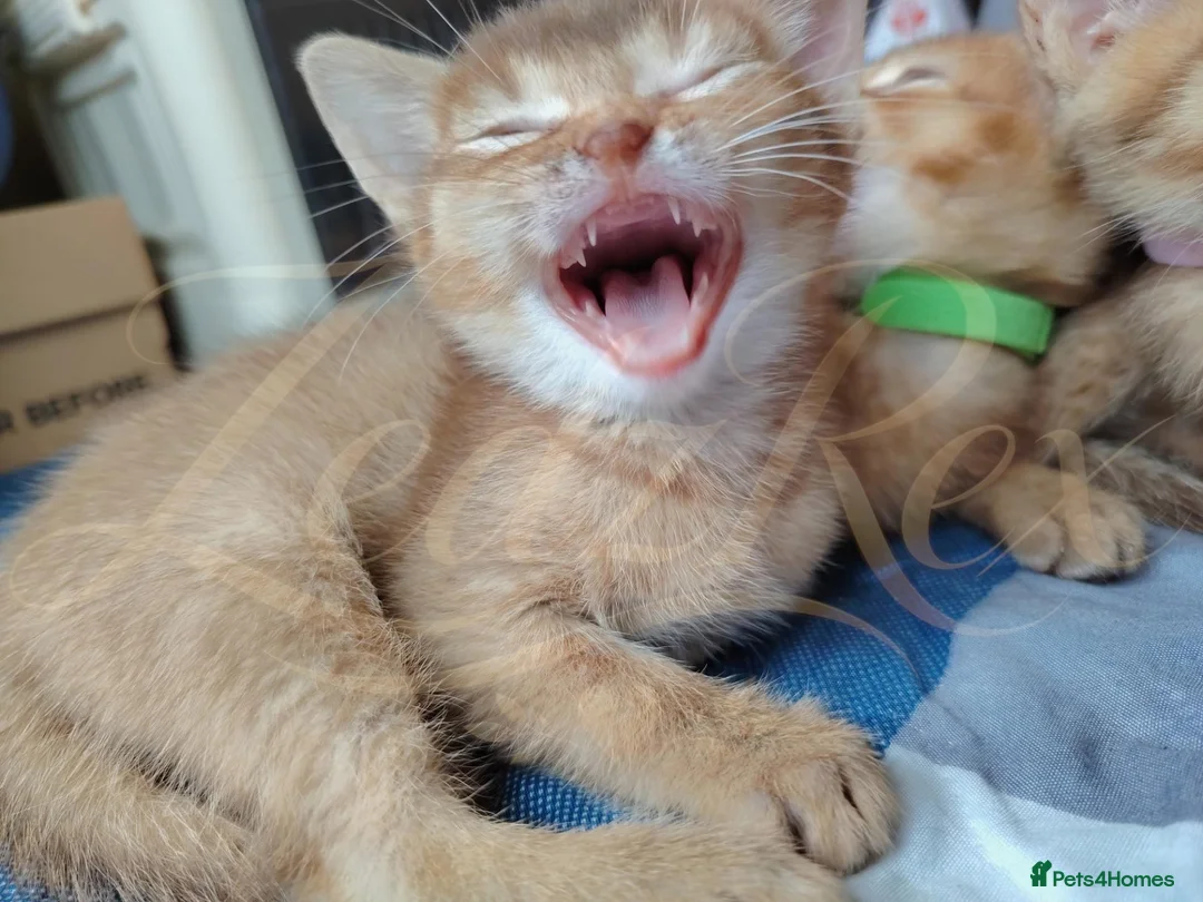 Devon Rex cats for sale: Beautiful Devon Rex x Abyssinian Kittens  - Advert 26