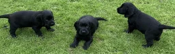 Cocker Spaniel dogs for sale: Cocker Spaniel Puppies - Advert 7